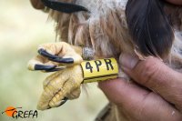 Detalle de la anilla colocada a uno de los pollos de "Sucesso".