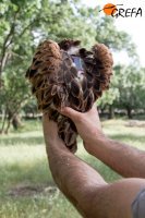 Pollo de "Sucesso" recién marcado y con el emisor visible al dorso.
