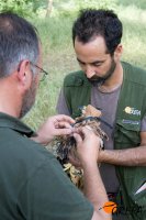 Miembros de GREFA y SEO/BirdLife marcan con GPS a un pollo de "Sucesso".