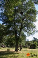 Nido de "Collado", en un fresno de la sierra de Guadarrama (Madrid).