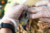 Primer plano del pollo de "Collado", durante el chequeo veterinario.