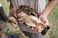 Uno de los pollo de "Yelmo", con las anillas metálica y de PVC visibles en cada pata.