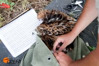 Todo preparado para el marcaje con GPS de uno de los pollos de "Yelmo".