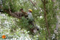 Un biólogo de GREFA devuelve al nido a uno de los pollos de "Yelmo" tras su marcaje.