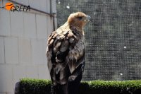 "Noor" descansa en un recinto de GRFA, durante la fase de rehabilitación de esta águila imperial.