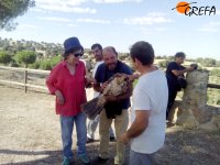 Momentos previos a la liberación del águila imperial "Noor", una vez rehabilitada en GREFA.