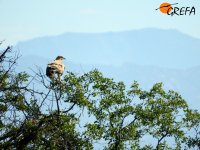 "Noor" reposa en la copa de un árbol instantes después de su liberación en el Parque Regional del Curso Medio del Río Guadarrama (Madrid).