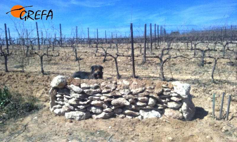 Muro de piedra seca entre cepas de los viñedos "Marta maté", refugio de reptiles y demás fauna controladora de plagas de insectos.