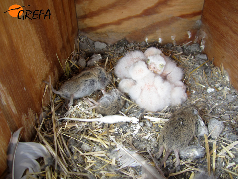Pollos de cernícalo vulgar en una caja nido donde también se observa la gran cantidad de topillos que los parentales acumulan.