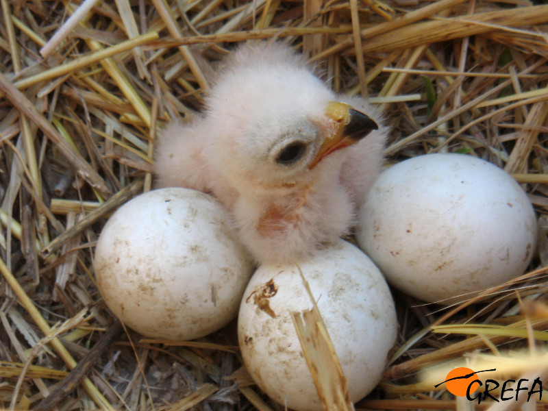 Pollo recién nacido de aguilucho cenizo junto a tres huevos de la misma puesta.
