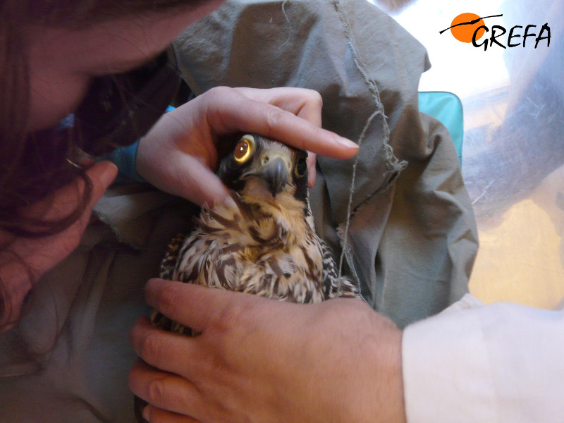 Exploración oftalmológica de un joven halcón peregrino, tras ingresar en nuestro hospital de fauna.