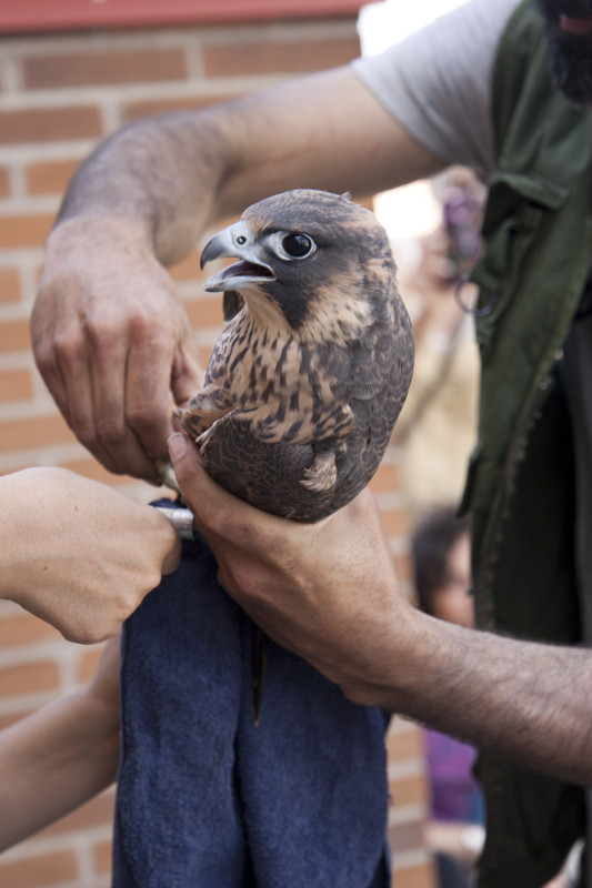 Pollo volantón de halcón peregrino rescatado en Leganés (Madrid). Foto: Ayuntamiento de Leganés.