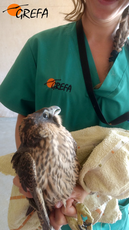 Otro de los volantones de halcón peregrino que ingresó hace poco en el hospital de fauna de GREFA.