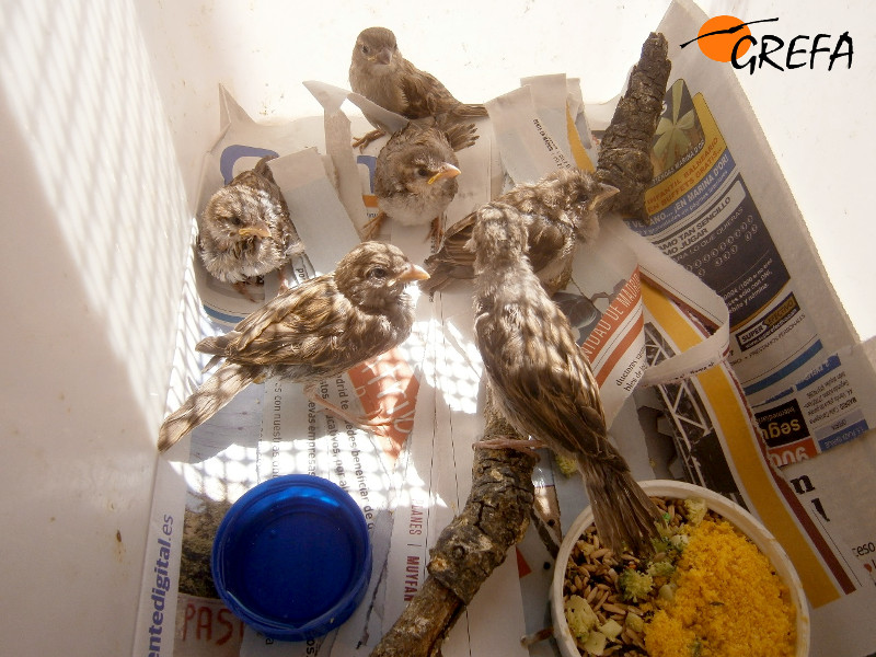 Varios pollos volantones de gorrión común en la nursería de GREFA.