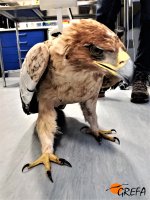 Momento en el que el águila imperial fue recogida por el Equipo de Rescate.