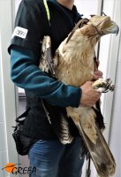 Personal del Equipo de Rescate de GREFA sujeta al águila imperial en el momento del ingreso en nuestro centro.