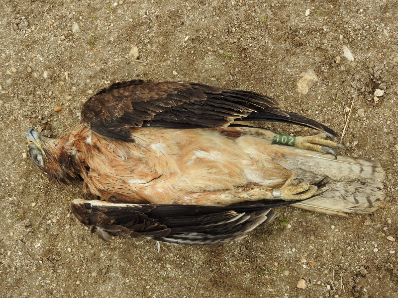 Águila de Bonelli o perdicera objeto de seguimiento científico yace en el suelo tras electrocutarse en la provincia de Toledo. Foto: GREFA