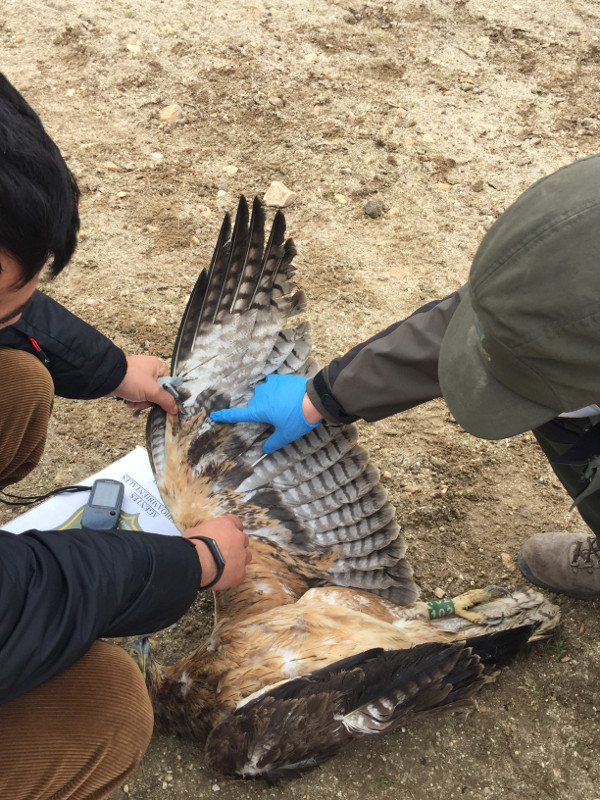 Examen de un águila de Bonelli o perdicera objeto de seguimiento científico, tras morir electrocutada. Foto: GREFA.