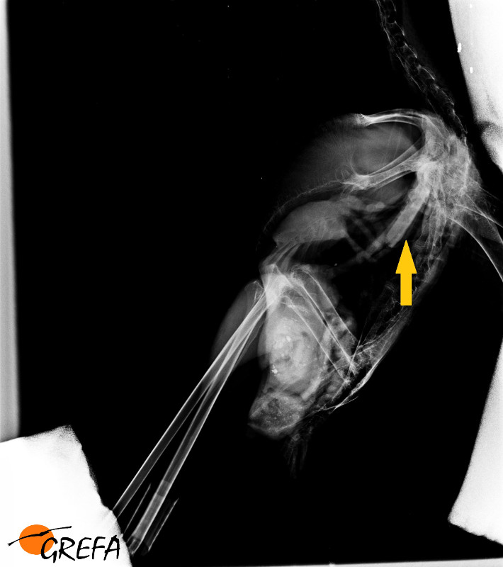 Radiografía de la cigüeña antes de ser intervenida: la flecha amarilla señala el cuerpo extraño.
