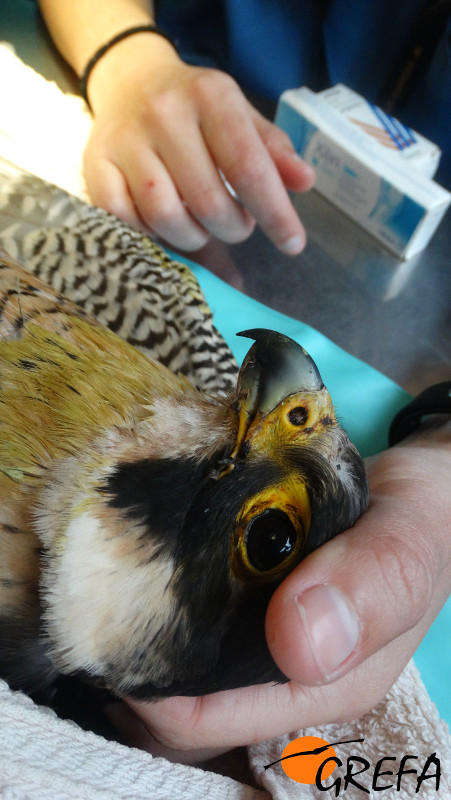 Detalle de la cabeza de uno de los halcones que han ingresado en nuestro hospital de faunan el pasado febrero.