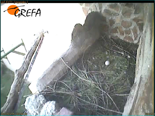 Huevo de la primera puesta de águila real esta temporada en el centro de cría de GREFA.