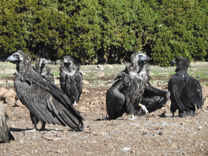 "Modesto", en el centro, junto con otros buitres negros, en el punto de alimentación (PAS) de la Reserva de Boumort. Foto: PRBNC.