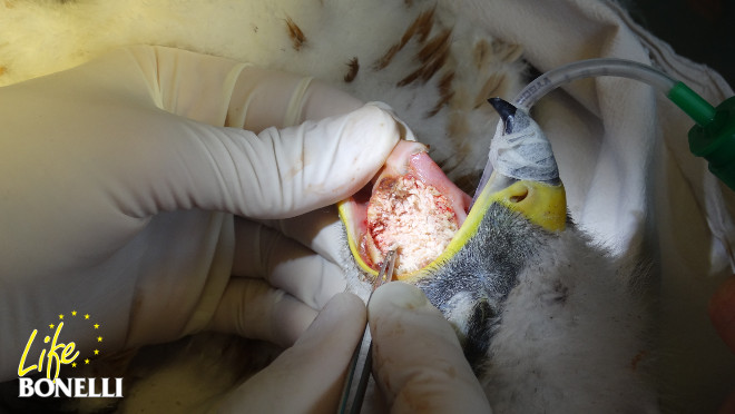 Retirada de la placa que invadía la cavidad oral del pollo de águila de Bonelli infectado por tricomonas.