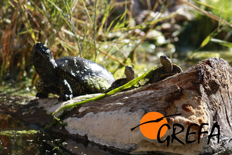 Adulto y juveniles de galápago europeo, en una zona de GREFA habilitada para la especie.