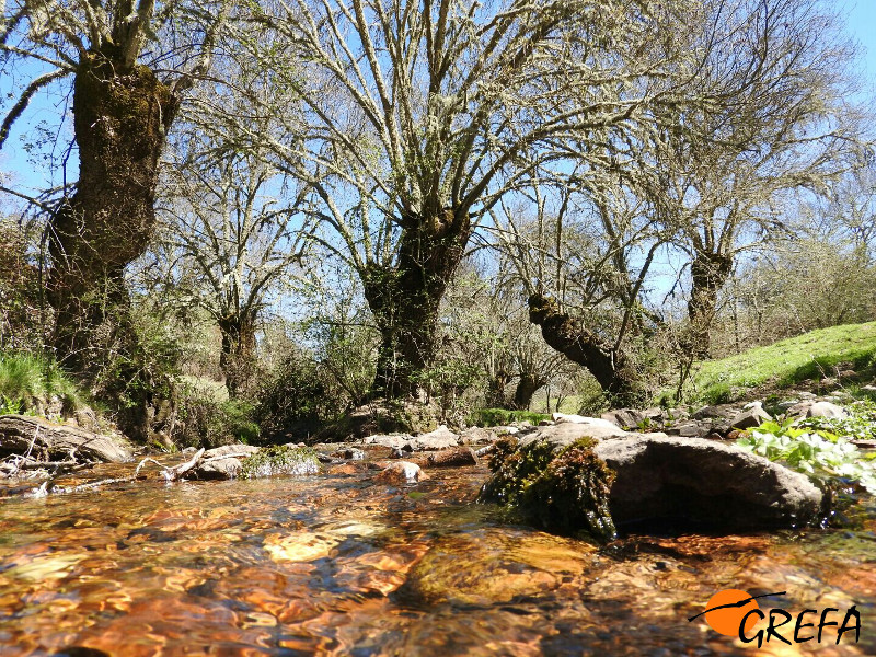 Hábitat fluvial con galápago europeo cercano a la prevista mina de uranio de Retortillo (Salamanca). Foto: GREFA.