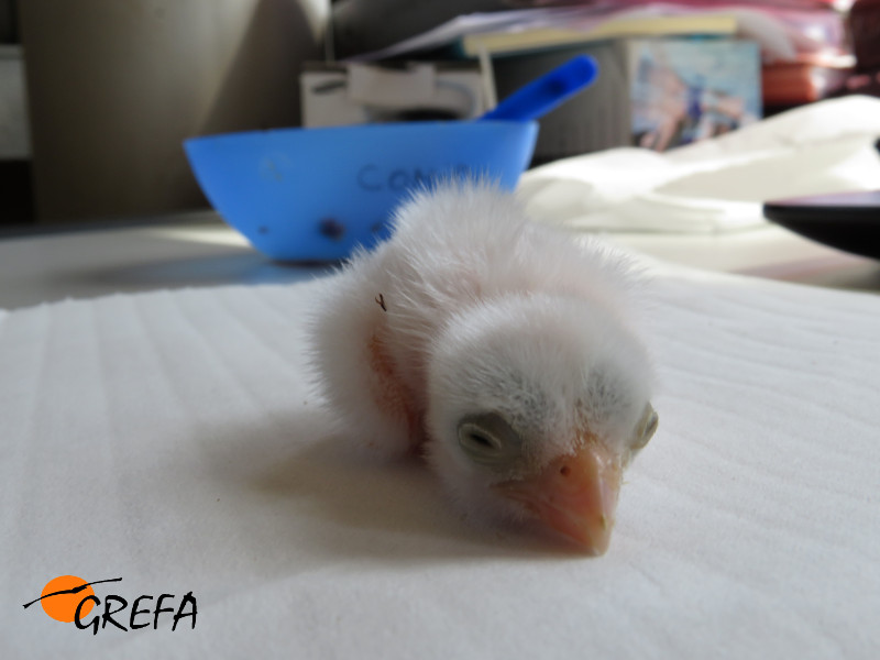 El cernícalo primila "Pepe" en la nursería de GREFA, antes de ser alimentado por primera vez.