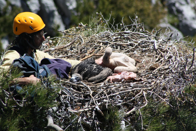 Mario Álvarez, de GREFA, en el momento de sustituir a un pollo de buitre leonado por "Mim", en el nido prepirenaico de los buitres negros "Neus" y "Oriol", allá por 2013. Foto: PRBNC.