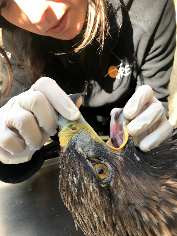 Una veterinaria de GREFA examina a "Nabia" antes de su suelta.