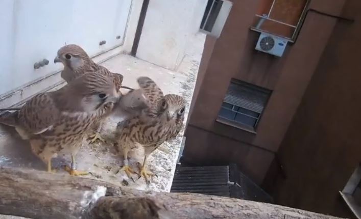 Los tres pollos ya volantones del nido intervenido en la Facultad de Veterinaria de la Universidad Complutense de Madrid.