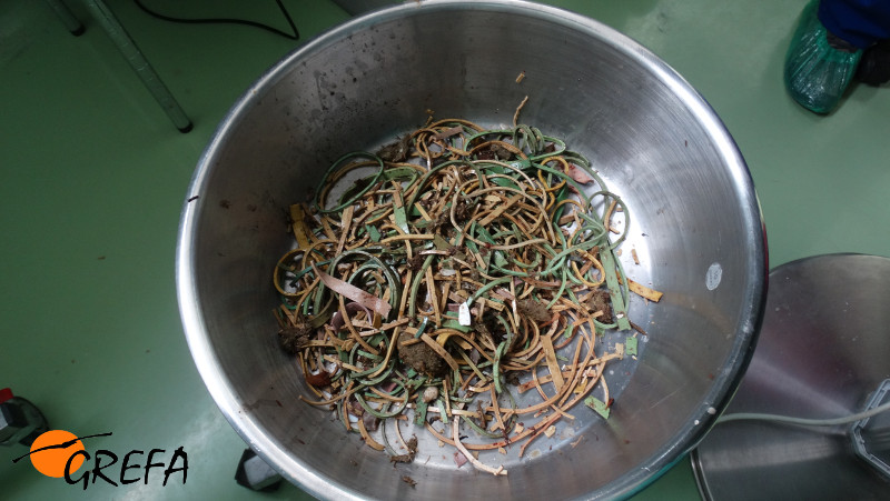 Medio kilo de gomas extraídas del estómago de una cigüeña blanca intervenida en el hospital de fauna de GREFA.