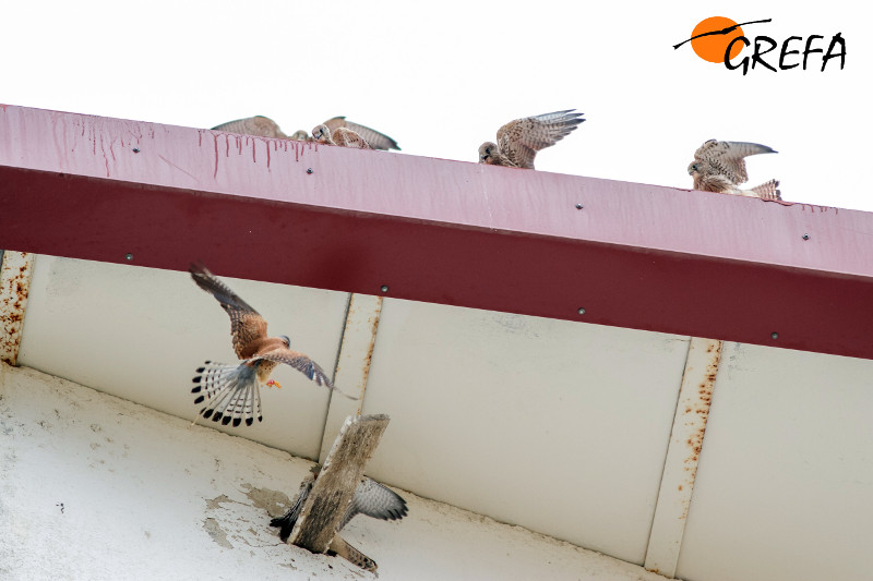 Pollos de cernícalo primilla (arriba) piden comida a una pareja reproductora (debajo) tras los saqueos.