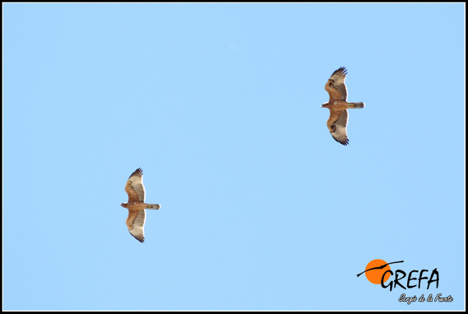 GREFA - Así aprenden a volar las águilas liberadas por LIFE Bonelli