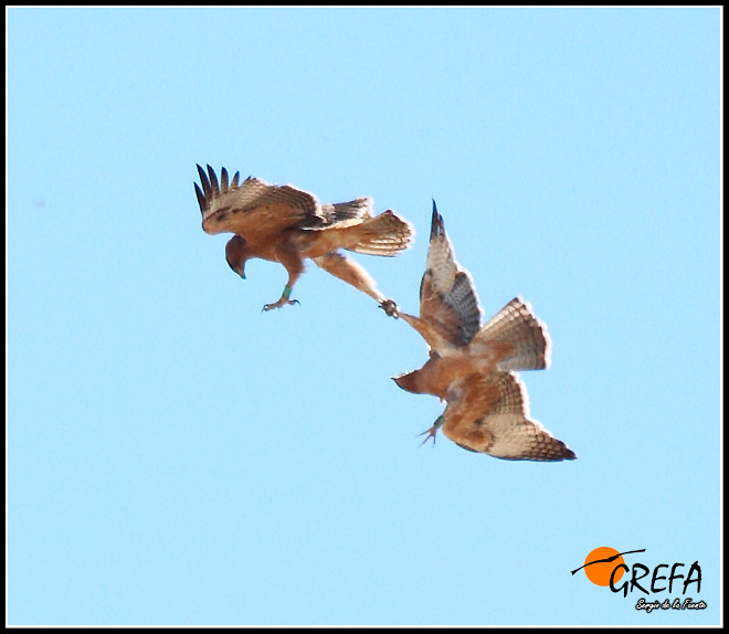 GREFA - Así aprenden a volar las águilas liberadas por LIFE Bonelli
