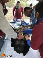 El equipo veterinario coordinado por GREFA examina a uno de los buitres negros que van a ser marcados con emisor.