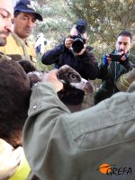 Un buitre negro es fotografiado instantes después de haberle sido colocado su emisor GPS/GSM.