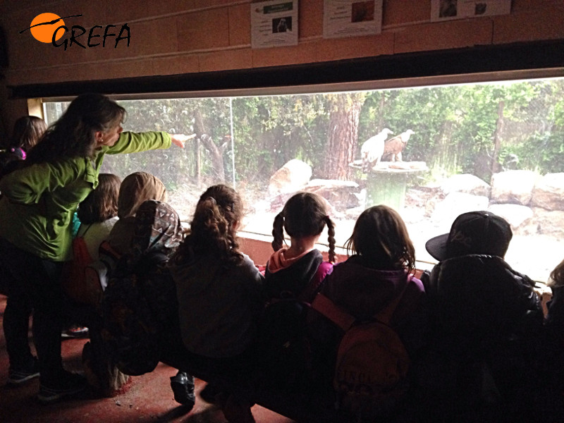 Una monitora de GREFA muestra a varios escolares el recinto con buitres de nuestro centro "Naturaleza Viva".