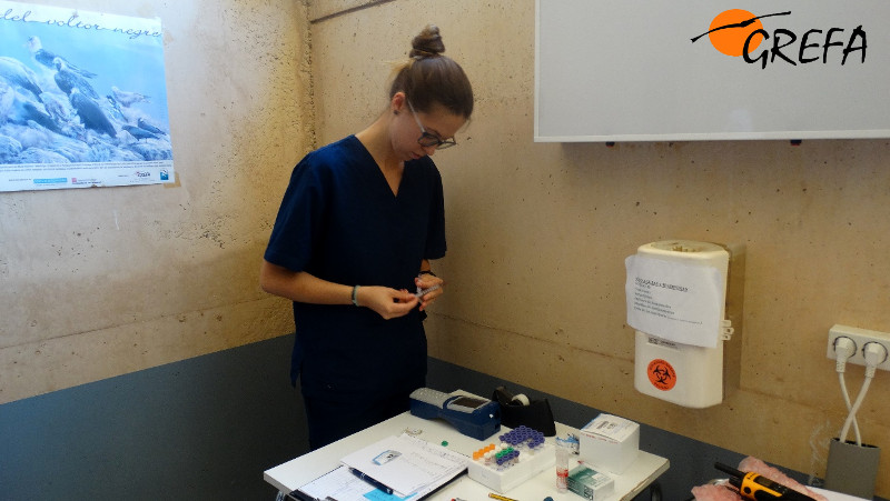 Personal de laboratorio procesa una muestra de sangre extraída durante la revisión de los ejemplares que crían en nuestro centro.