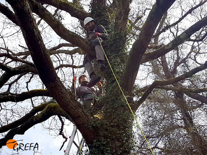 Trabajadores de GREFA colocan un nidal para cárabo en un árbol del concejo asturiano de Sariego.