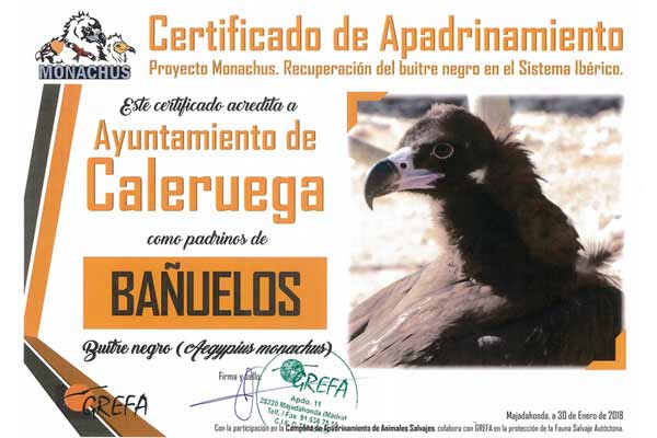 Certificado de apadrinamiento del buitre negro "Bañuelos" por parte de Caleruega (Burgos).