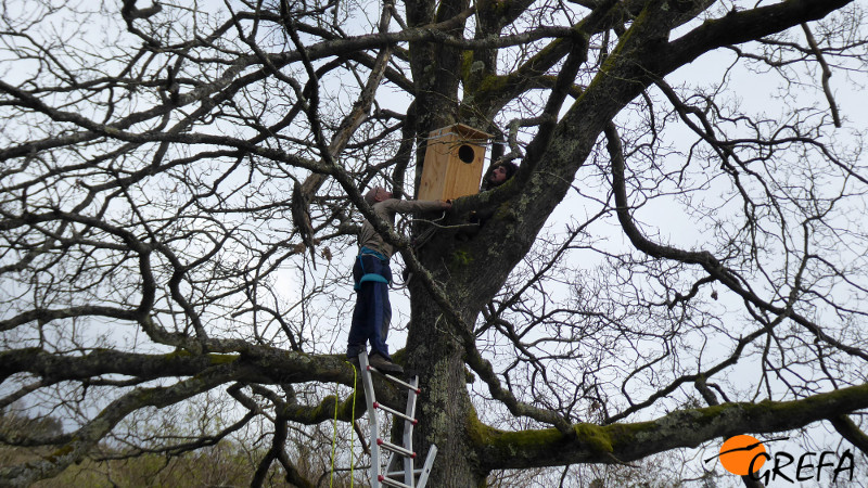 Momento de la colocación de un nidal para cárabo en un gran árbol del municipio asturiano de Sariego.