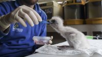 Hora de comer para el pollo de águila de Bonelli nacido en el centro de cría de la especie de GREFA. Foto: Francisco Márquez.