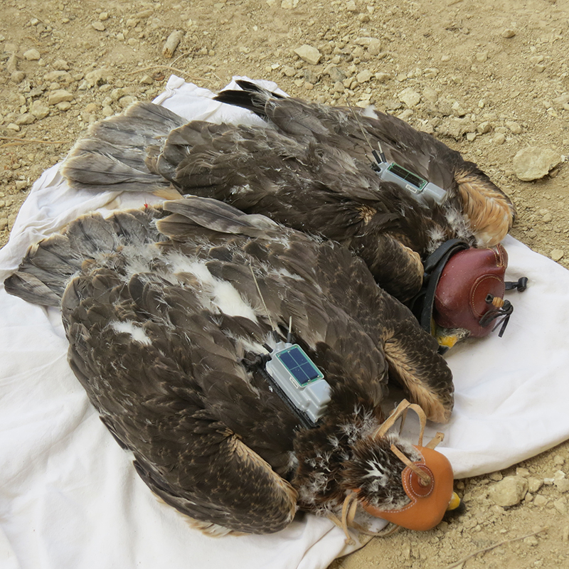 Dos pollos de águila de Bonelli de la población siciliana de la especie, con los emisores GPS ya colocados en la espalda. Foto: LIFE ConRaSi.
