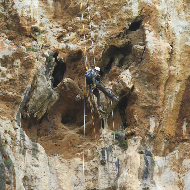 Un especialista en trabajos de altura desciende a un nido de águila de Bonelli de Sicilia. Foto: LIFE ConRaSi.