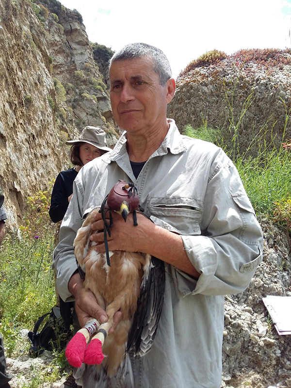 Un colaborador del proyecto sostiene a uno de los pollos de águila de Bonelli marcados con emisor GPS. Fotos: LIFe ConRaSi.