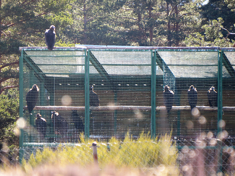 Jaulón de aclimatación para el buitre negro en Huerta de Arriba (Burgos), con ejemplares en el interior a la espera de ser liberados y una hembra procedente de otra colonia posada en la parte exterior, arriba a la izquierda.
