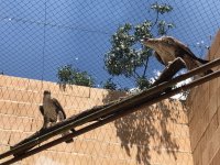 Pareja de águilas de Bonelli adultas en el centro de cría de la especie de GREFA (Majadahonda, Madrid). Son las progenitoras de uno de los pollos trasladados a Cerdeña.